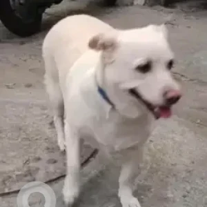 A White Indie mix Dog Found from Shekar hospital, Basavanagudi-2