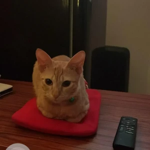 A Orange Tabby Cat Missing from S.G. Palya, Bengaluru