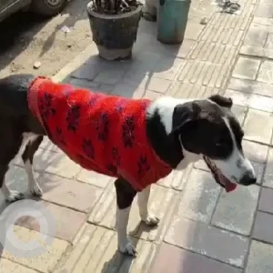 A Black and White Indie Dog Found from Malviya Nagar, Chawla chemist