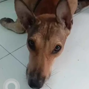 A Brown Indie Dog Missing from Lathi Mohal, Fatehpur Fatehpur District