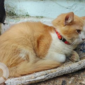 A White-Brown Mix Ginger cat Cat Found from Tad maad temple-2