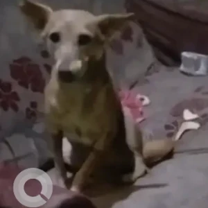 A White-Brown Mix Indie Dog Missing from Uttam Nagar
