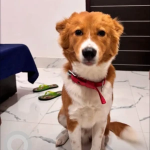 A White-Brown Mix Indie Dog Missing from Kalyani Nagar, Kahilipara-2