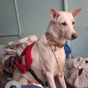 A White Indie Dog Missing from Bellandur, Bengaluru