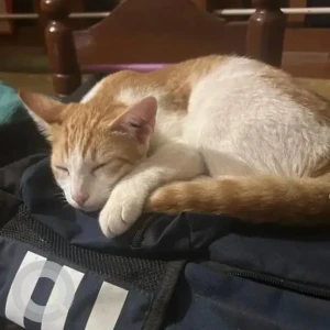 A White-Brown Mix Indie Cat Missing from Kaggadasapura, Bengaluru-2