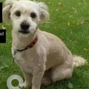 A White Lasha Apsho Dog Missing from Dwarka Sector 23, Pochanpur