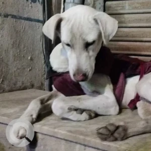 A White Indie Dog Found from Prakash Mohalla