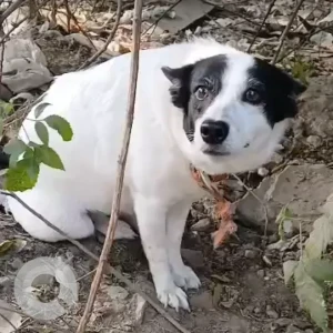 A Black and White Indie Dog Found from Laxmi Nagar