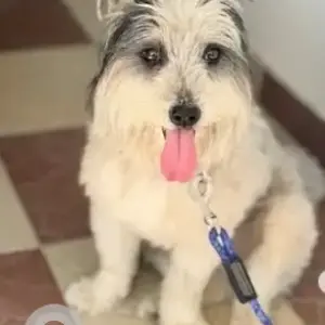 A Grey-White Mix Shih Tzu Dog Found from Girinagar-2