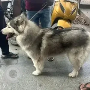 A Black and White Husky Dog Found from Food street, V V Puram-2