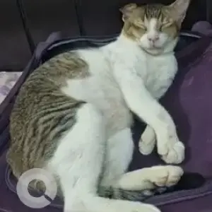 A Grey-White Mix Indie Cat Missing from MSEB colony, Santacruz-2