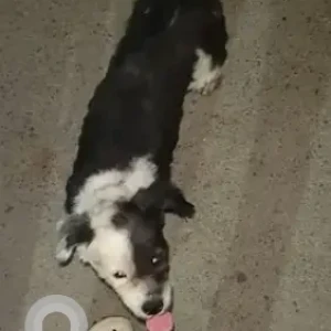 A Black and White Sheepa Doodle Dog Found from Akshay nagar, Star market-2