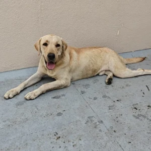 A White Labrador Retriever Dog Found from Navodaya Nagar, J.P. Nagar 8th Phase-3