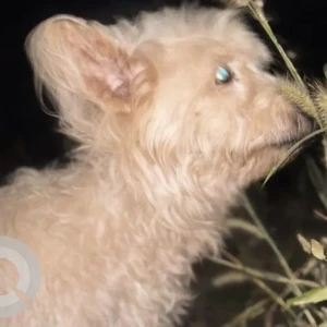 A White-Brown Mix Poddle Dog Missing from Utorda