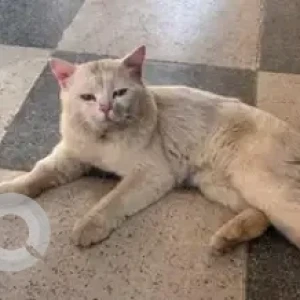 A White-Brown Mix Persian Cat Found from Hoskote
