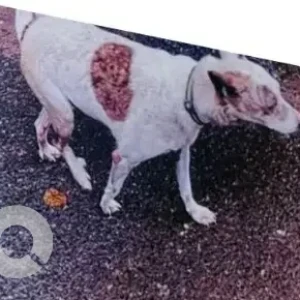 A White Indie Dog Missing from Greater Kailash 1, New Delhi