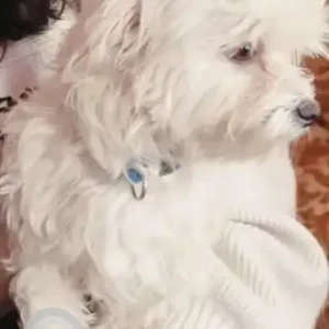 A White Maltese Dog Missing from Guttahalli-2