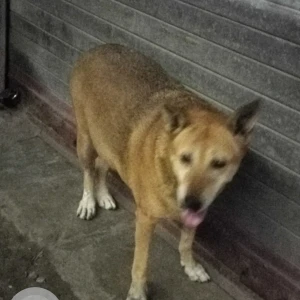 A Brown Indie Dog Found from New Delhi