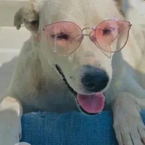 A White Indie Dog Missing from Bhosari, Pune-2