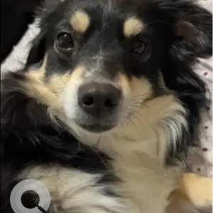 A Black and White Australian Shepherd Dog Missing from Area of Randall Road, Revere