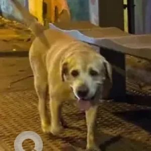 A White-Brown Mix Labrador Dog Found from Bengaluru