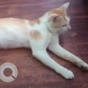 A White-Brown Mix Indie Cat Missing from Deorali Veterinary Clinic