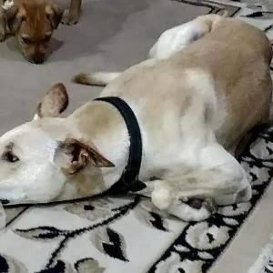 A White-Brown Mix Indie Dog Missing from Bengaluru-2
