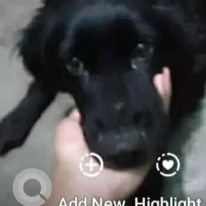 A Black Indie Dog Missing from Delhi - NCR-2