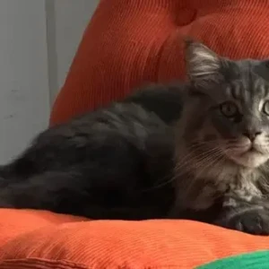 A Grey Maine Coon Cat Missing from Meydan, MAG Eye Townhouses