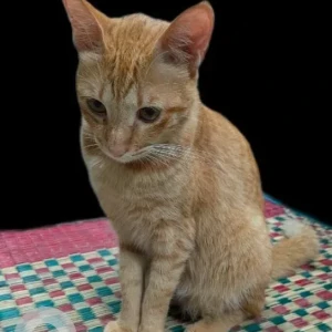 A Orange Indie Cat Missing from Ananthnagar Electronic City-2
