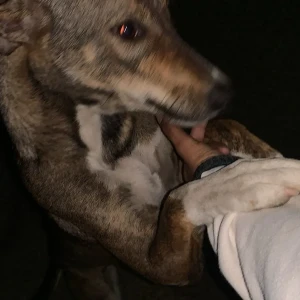 A White-Brown Mix Indie Dog Found from New Delhi