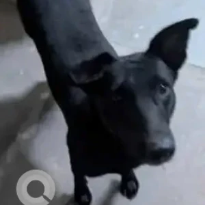 A Black Indie Dog Missing from Dhoolsiras village, Bajghera village