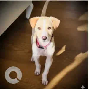 Male Indie Dog Adoption for Adoption in Gurgaon