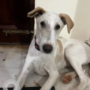 A White-Brown Mix Indie Dog Missing from Dodda, Banaswadi