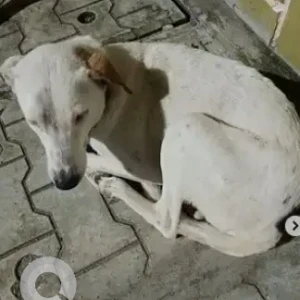 A White Indie Dog Found from Shigehalli, Bengaluru