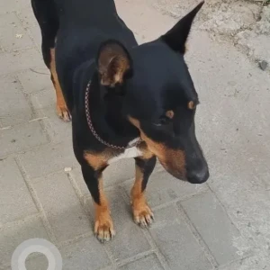 A Black and Brown Indie Dog Found from Kathriguppe near Ram Mandir