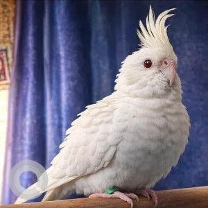 A White Albino Cockatiel Bird Missing from Ashok Vihar Phase 1