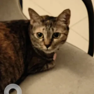 Female Domestic Shorthair Cat Adoption for Adoption in Pune-2