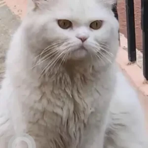 A White Persian Cat Missing from Bhuvaneshwari nagar, Hebbal