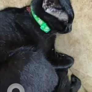 A Black Indie Cat Missing from Velachery