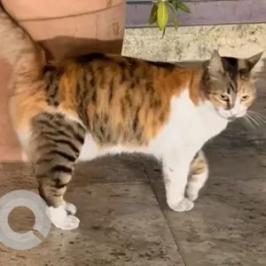 A White-Brown Mix Domestic Cat Found from Al Jaddaf area