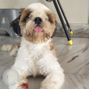 A White Shih Tzu Dog Missing from Angadi Bazar, Yadagirigutta, Telangana