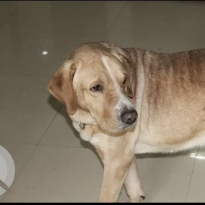 A White-Brown Mix Labrador Dog Missing from Kavi Nagar, Ghaziabad-3