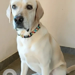 A White Labrador Dog Missing from Avadi, Chennai