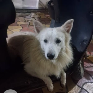 A White Pomeranian Dog Found from KRB Engineering, Keshav Nagar road-2