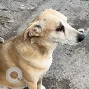 A White-Brown Mix Indie Dog Missing from N block Panchsheel Park-2