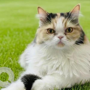 A White-Brown Mix Indie Cat Missing from Chennai