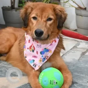 Male Indie Retriever Mix Dog Adoption for Adoption in -2