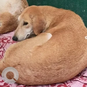 A White-Brown Mix Indie Dog Missing from Vadarpalya, Sai baba temple