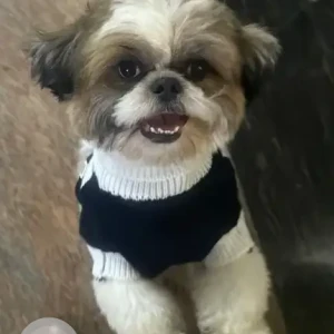 A White-Brown Mix Shih Tzu Dog Missing from Renuka yellamma Temple